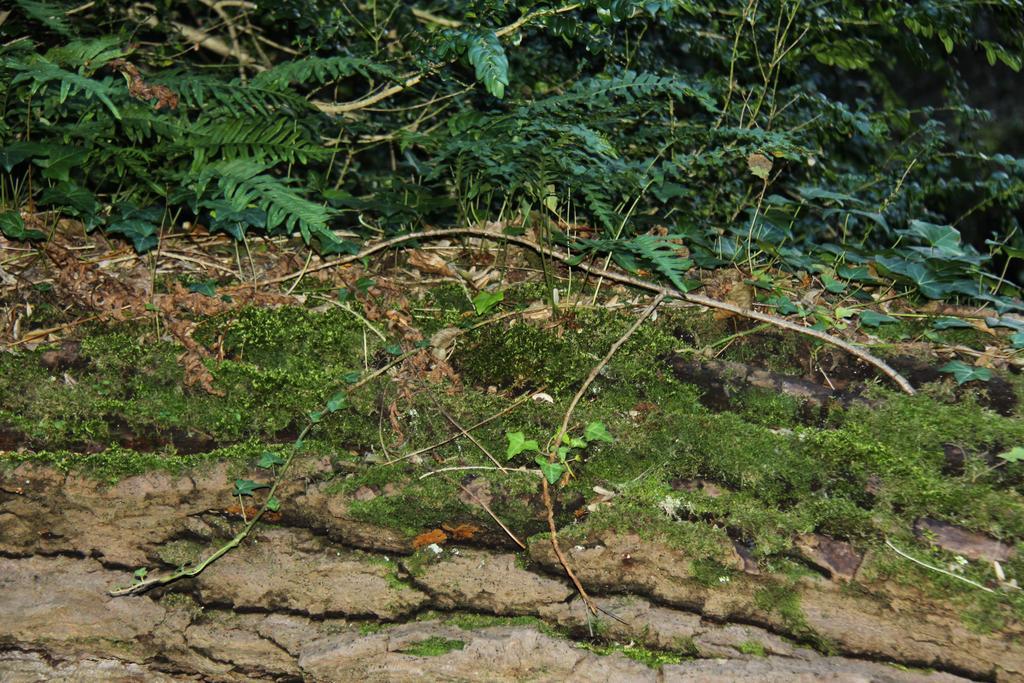 Ferme Du Pic D'Allier Panzió Saint-Martin-le-Supérieur Kültér fotó